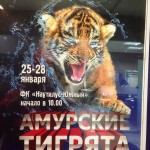 Всероссийские соревнования по плаванию среди мальчиков и девочек по плаванию Амурские тигрята